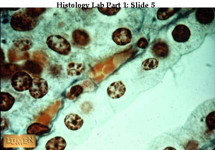 orange-colored lood cells blood cells histology. orange-colored lood cells