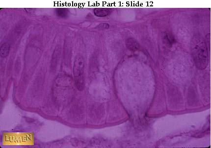 field labeled diagram home; Labeled Volvox Cell. Form structure volvox human field labeled diagram home; Labeled Volvox Cell. Form structure volvox human