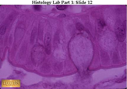 Labeled Volvox Cell. Form structure volvox human