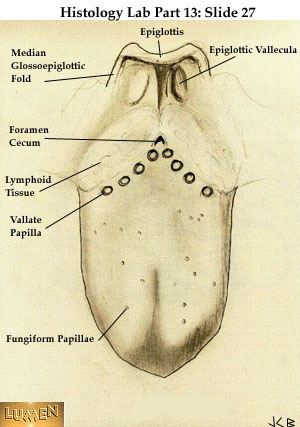 inflamed taste bud. surface of taste bud cells