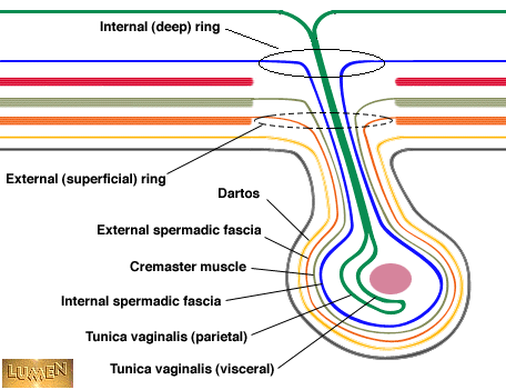 Scrotum+Anatomy ... wall (inguinal canal) into the scrotum. Three images are provided