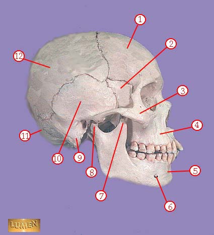 Logo for Bones of the Body