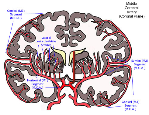 Anterior Cerebral Artery - Coronal Plane