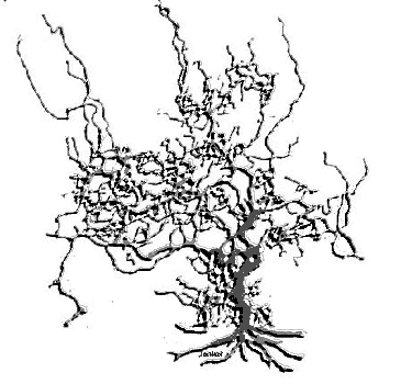 The Tree