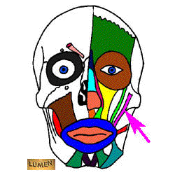 guidelines laboratory gross locate guideline command anatomy specific welcome use find lab