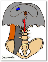 quadratus lumborum