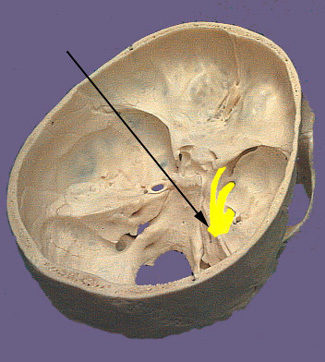 Trigeminal Nerve
