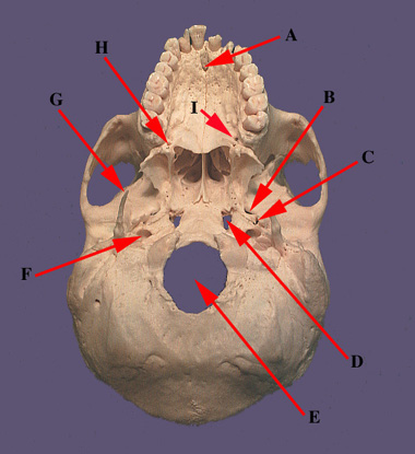 Ventral View of Cranium
