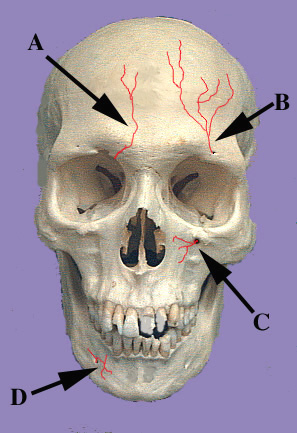 Arteries of Skull Anterior View