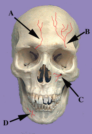 Arteries of Skull Anterior View