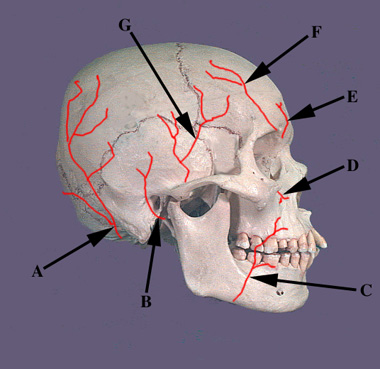 Arteries Side View of Skull