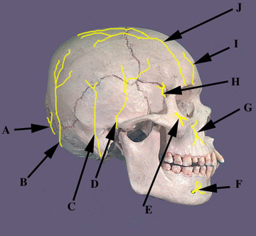 Nerves Side View of Skull