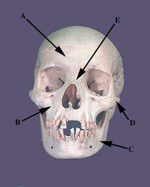 Parts of Skull Anterior View