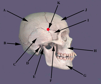 Parts of Skull Lateral View