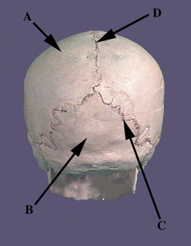 Posterior View of Skull