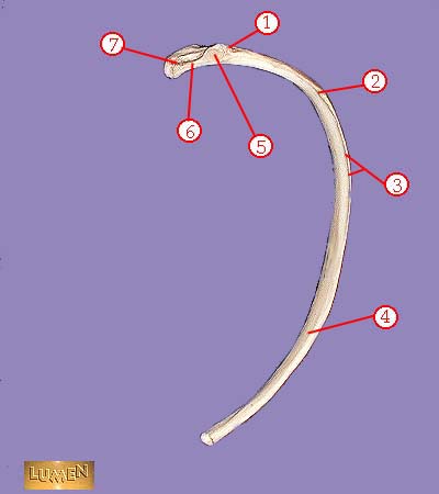 Rib Bones Labeled