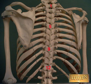 Thoracic wall