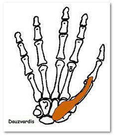 abductor pollicis brevis