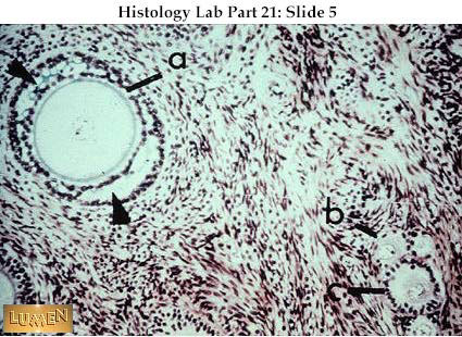 term papers forensic science term papers forensic science