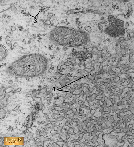 The Endomembrane System The Endomembrane System