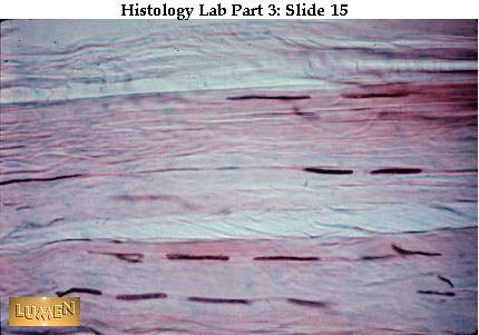 histology slides 1 15 slide