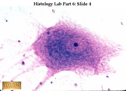 Histology Slides 1