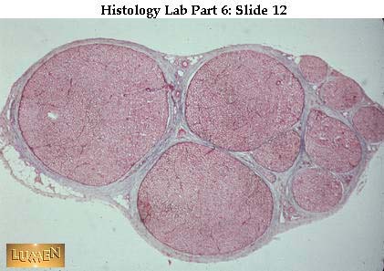 SPINAL CORD AND SPINAL NERVES