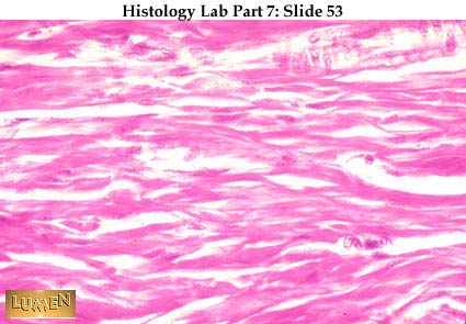 Histology Slides 1