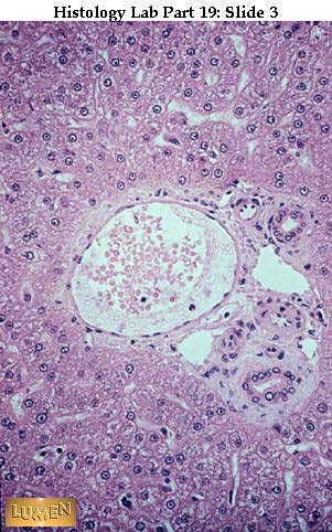 histology slides 1 liver histology labeled