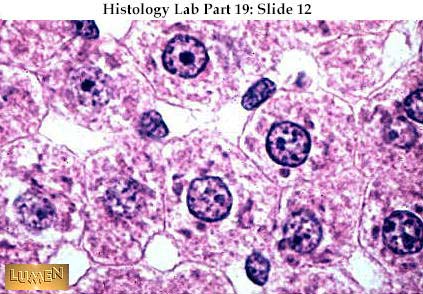 histology slides 1 liver histology labeled