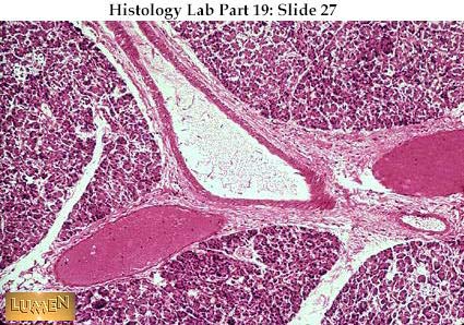 histology slides 1 liver histology labeled