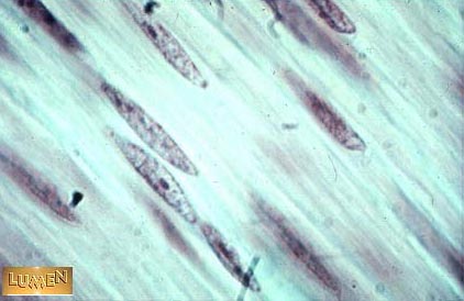 Histology Practical Muscle