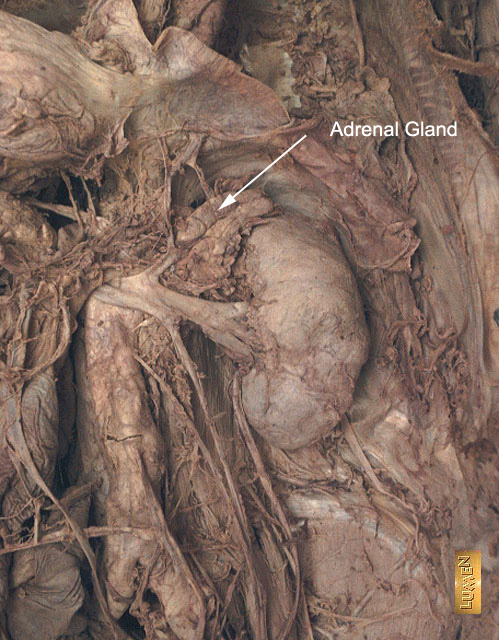 The human esophagus is about 10 in