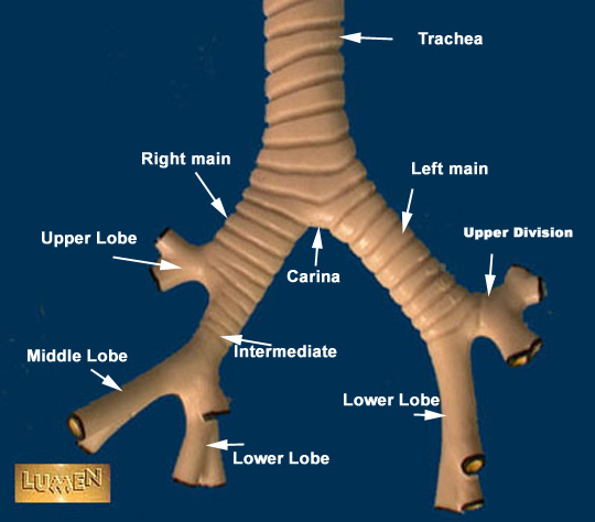 Locate portions of Aorta