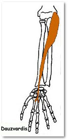 Fcr Wrist