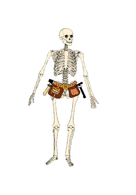 Upper Limb Muscles