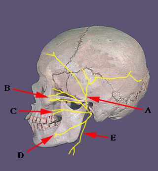 cranial nerve vii