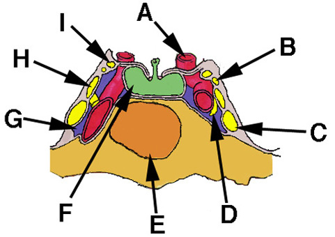 Cavernous Sinus