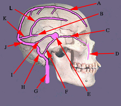 Dural Venous Sinuses: Lateral View A. Superior Sagittal Sinus