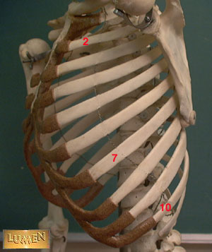 Sternal Ribs