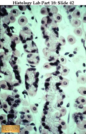 and pink parietal cells. Canaliculi Parietal Cell. and pink parietal cells.