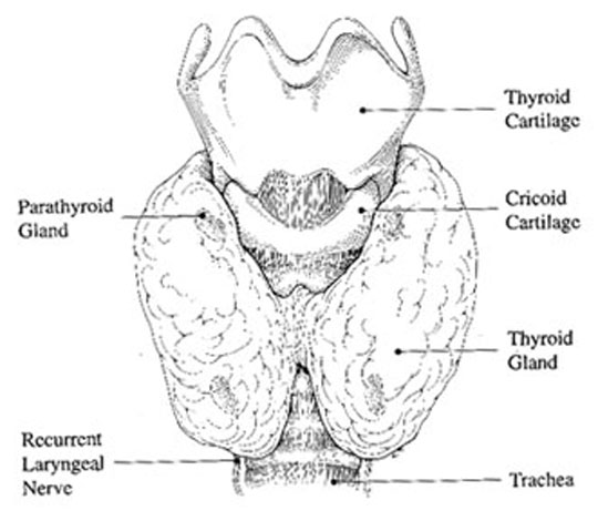 hypoechoic to isoechoic nodule