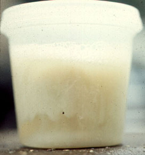Three layered sputum from