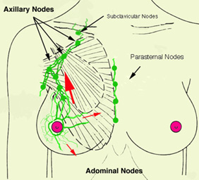 Patterns of lymphatic drainage and lymph node involvement in