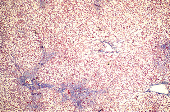 untitled [www.meddean.luc.edu]