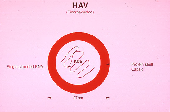 Ebola Virus Structure