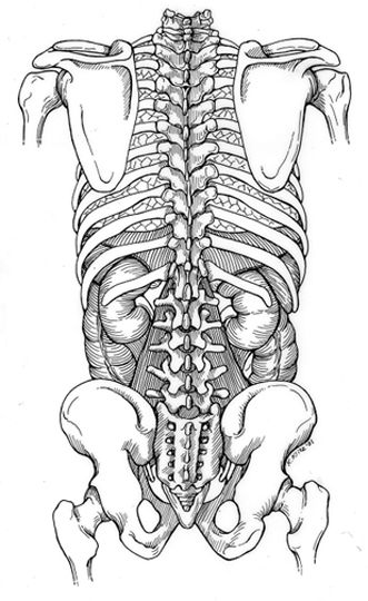 Image 1, Note the location of Kidneys