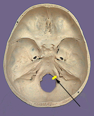 Cranium CN XII