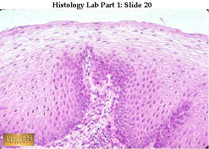 Histology tissues and epithelial tissue