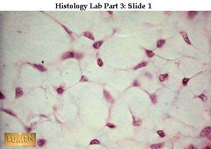 Anatomy - Histology (Lab 1) Flashcards by ProProfs